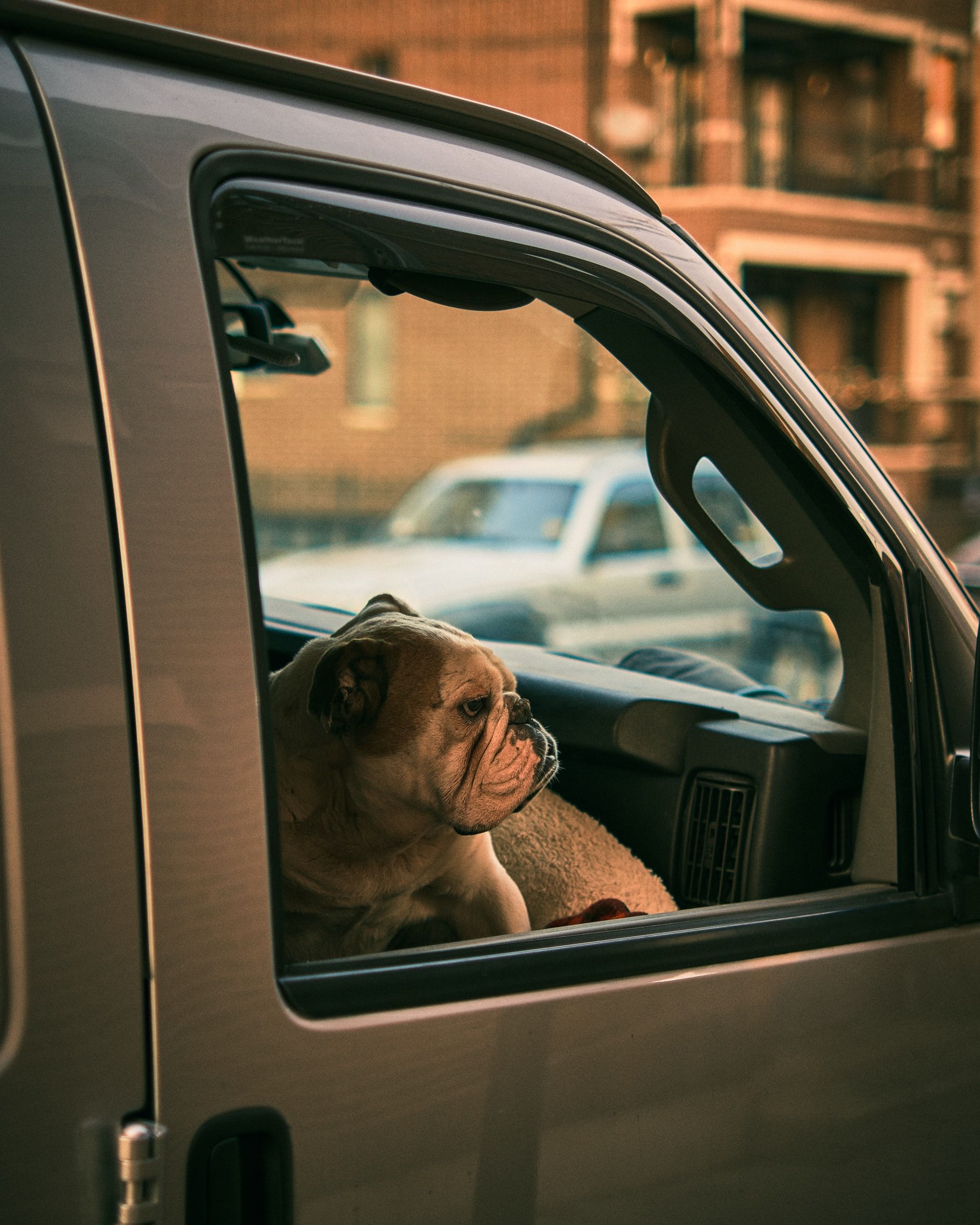  ¿Cómo transportar a tu mascota en el coche? 
